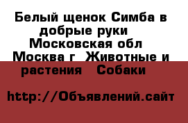 Белый щенок Симба в добрые руки  - Московская обл., Москва г. Животные и растения » Собаки   